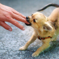 little charming adorable chihuahua puppy on blurred background. Attacking a persons hand.